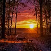 beagles