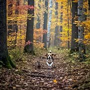 beagles