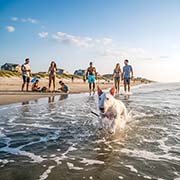 bull-terrier-