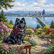 pomeranian-